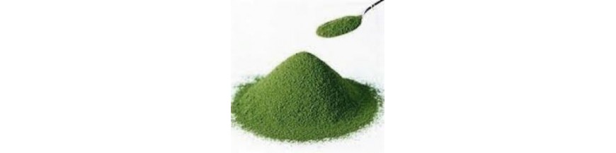 Spiruline en poudre