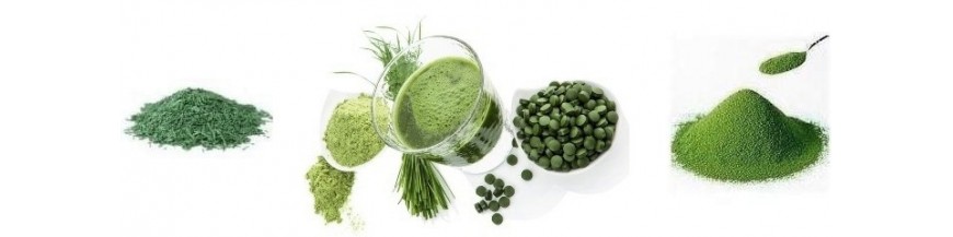 Spiruline