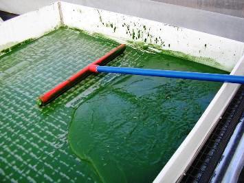 Filtration spiruline