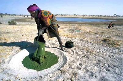 recolte-dihe-lac-tchad-spiruline-origine-de-la-vie