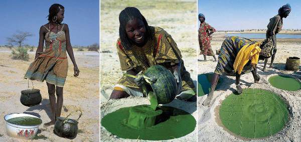 spiruline du tchad spiruline algahé